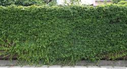 Walls Hedge