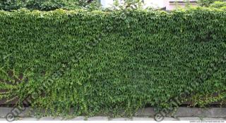 Walls Hedge 0006