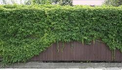 Walls Hedge