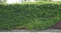 Walls Hedge