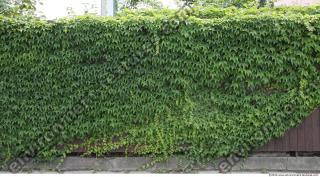 Walls Hedge 0005