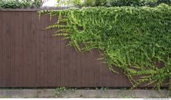 Walls Hedge