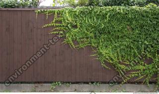 Walls Hedge 0008