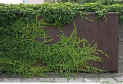 Walls Hedge