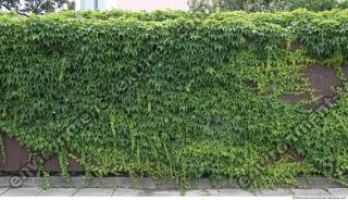 Walls Hedge 0002