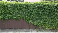 Walls Hedge