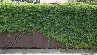 Walls Hedge 0003