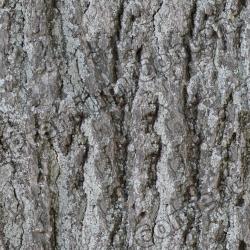 Seamless Tree Bark