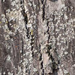 Seamless Tree Bark