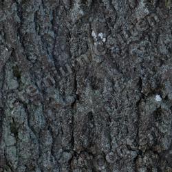 Seamless Tree Bark