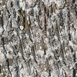 Seamless Tree Bark