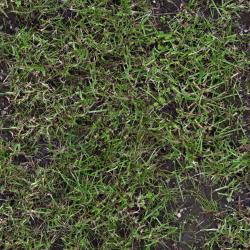 Seamless Grass