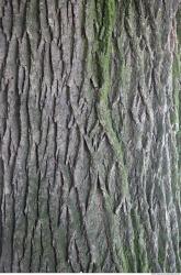 Tree Bark