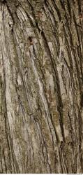 Photo Textures of Tree Bark